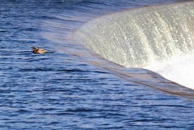 Duck Daredevil