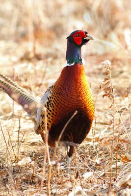 Pheasant Under Grass