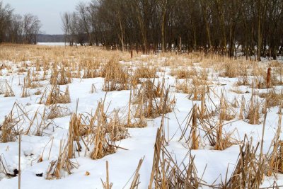 Winter Wetland
