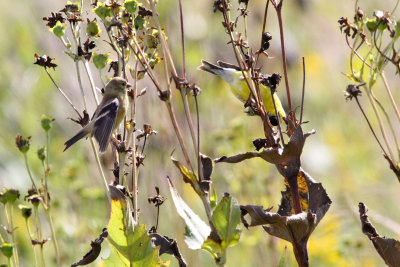 Seeds or Shopping?