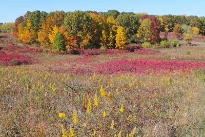 Prairie in the Fall