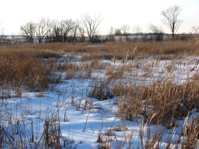 The Winter Prairie