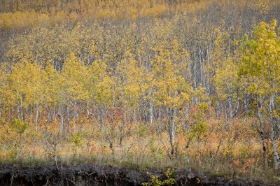 Chetwynd to Tumbler Ridge