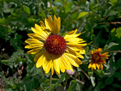 Highline Flower 1000_1332.jpg