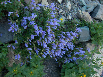 Highline Flowers 1200_1272.jpg