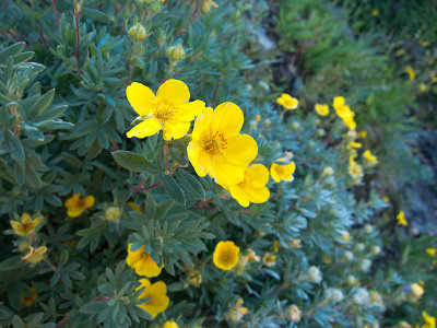 Highline Flowers 1200_1304.jpg
