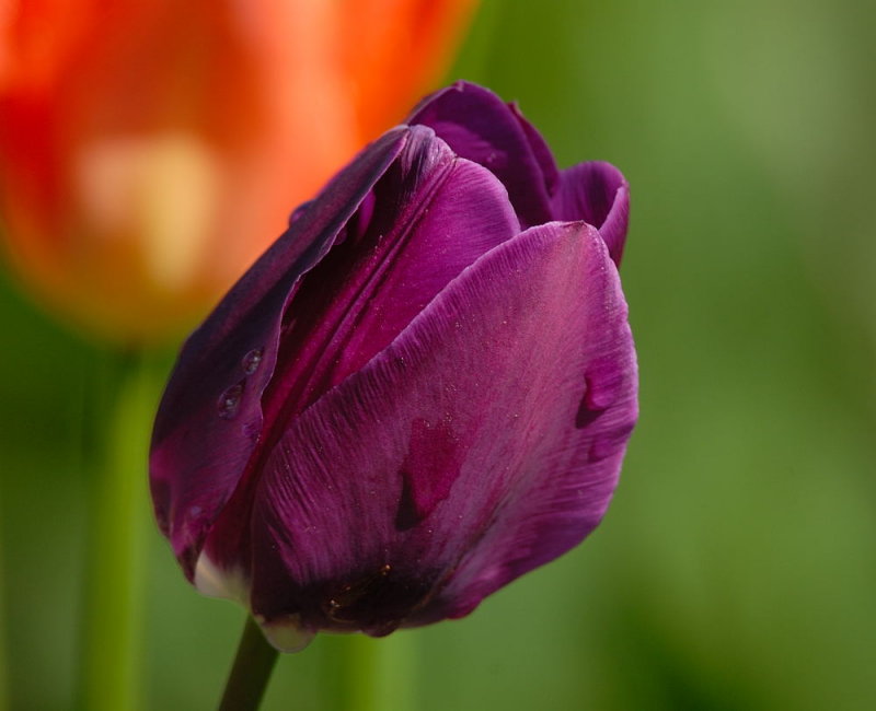 D25_6980.jpg