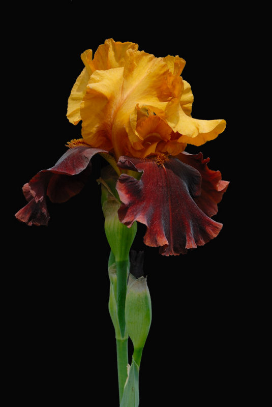 D25_8192 R.jpg