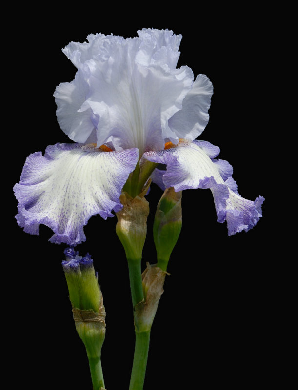 D25_8233 R.jpg