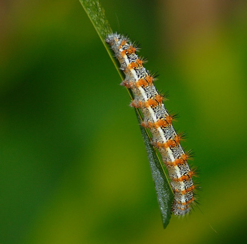 D26_4295.jpg