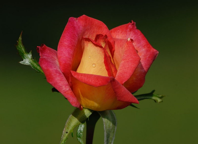 D26_7085.jpg