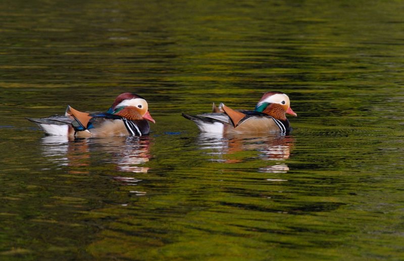 D28_6071.jpg