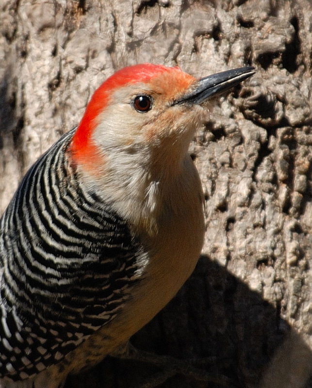 E21_3293 100 crop .jpg