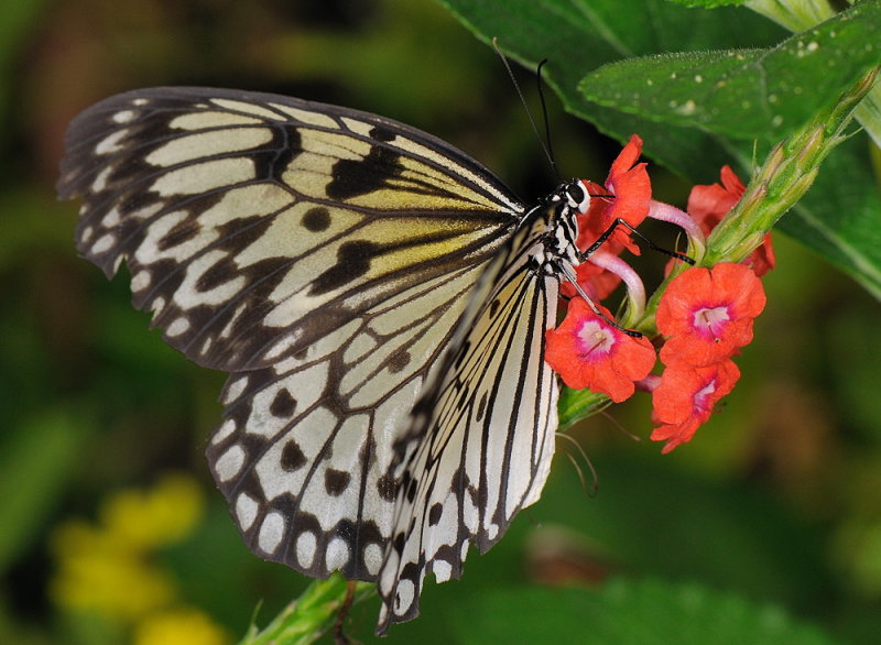 D33_4516.jpg