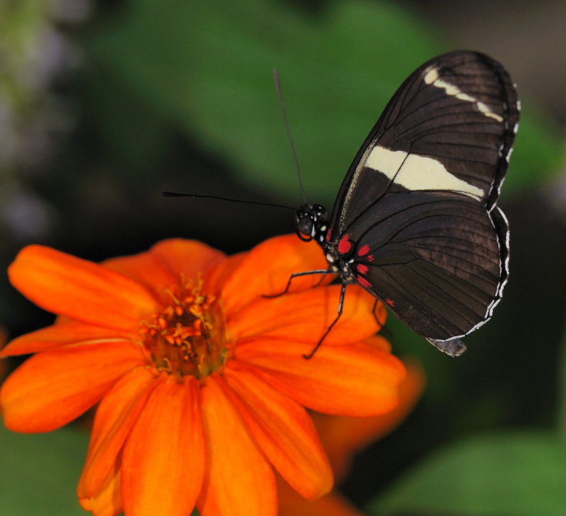 D33_4526.jpg