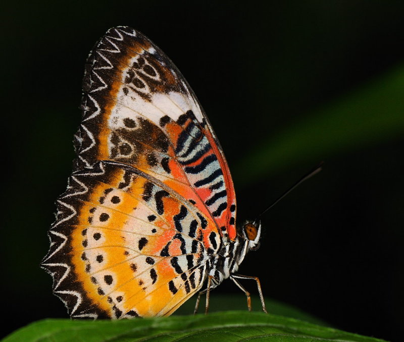 D33_4579.jpg
