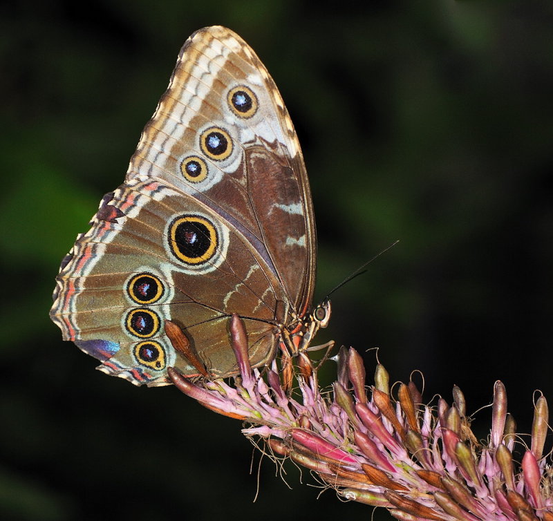 D33_4594.jpg