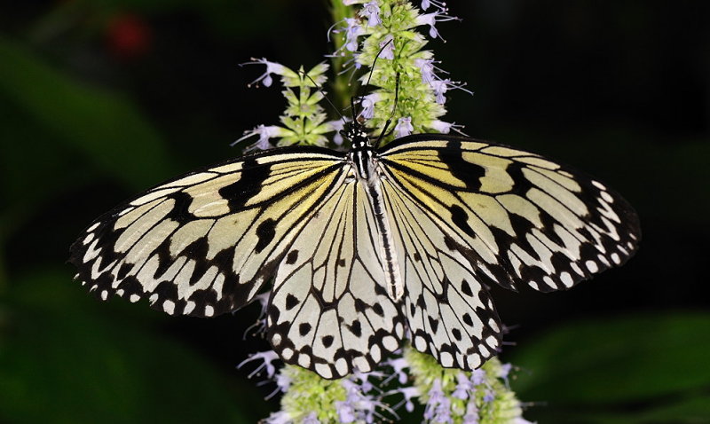 D33_4604.jpg