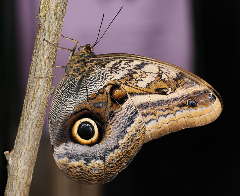 D33_4626.jpg