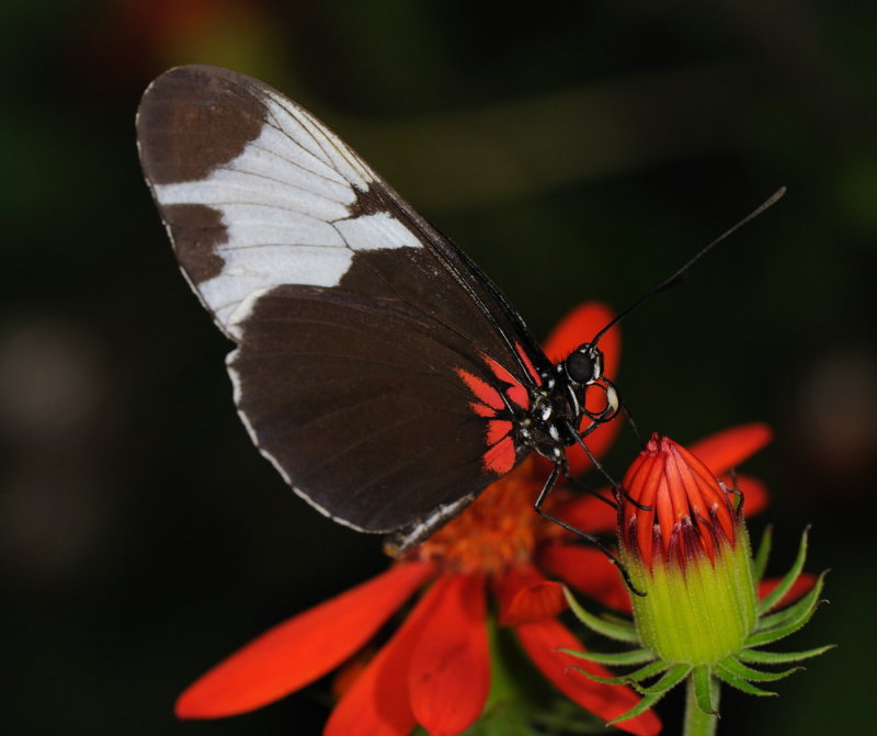 D33_4639.jpg