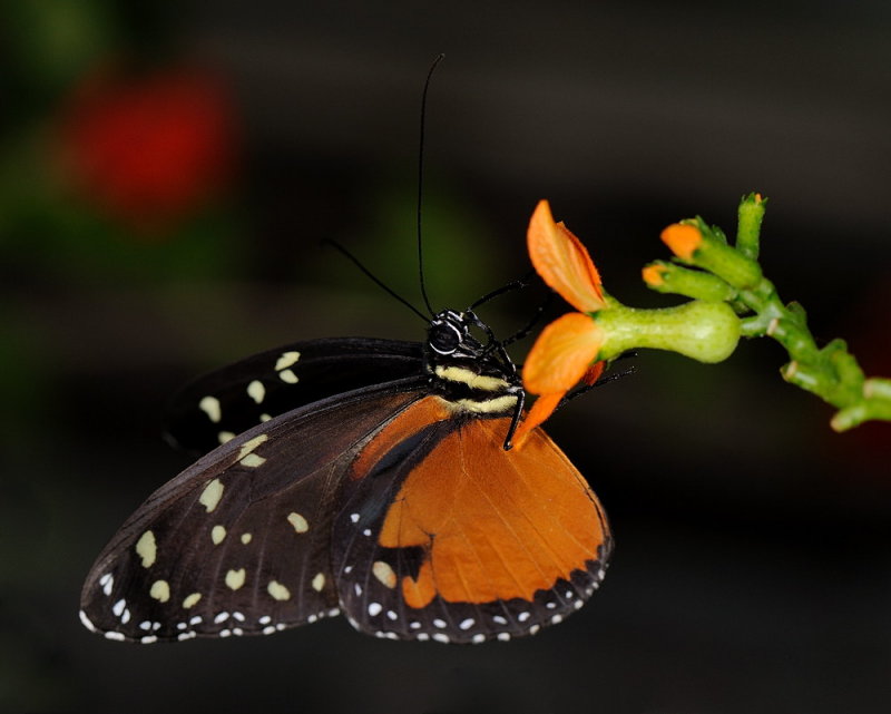 D33_4641.jpg
