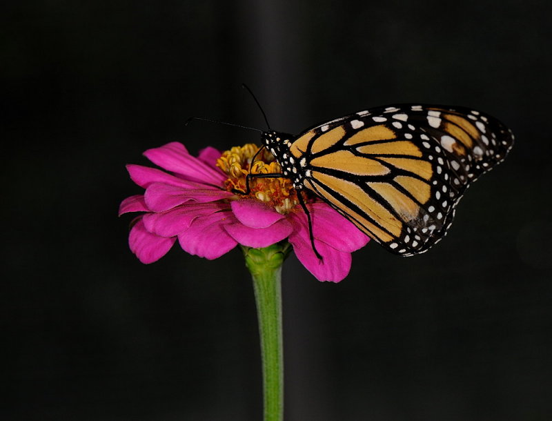 D33_4642.jpg
