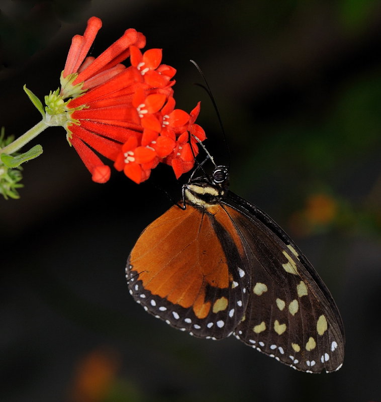 D33_4683.jpg