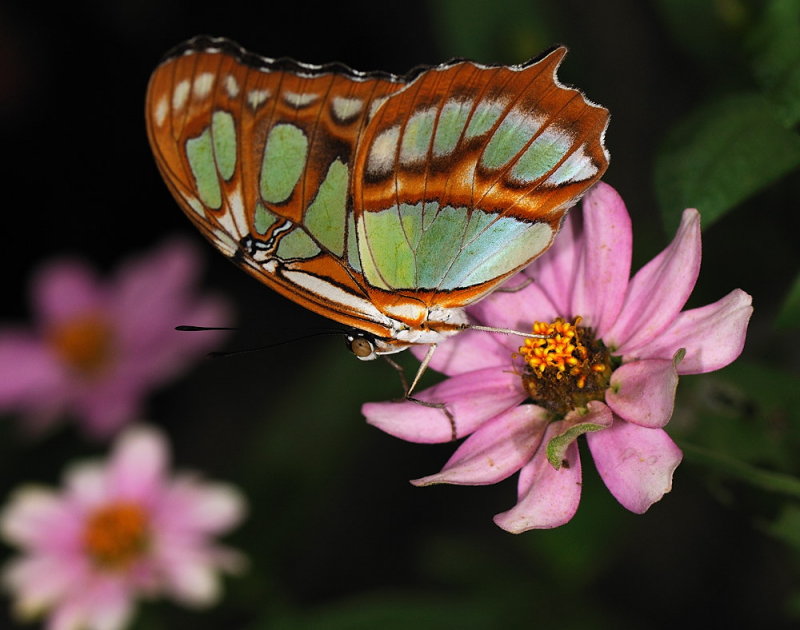 D33_4696.jpg