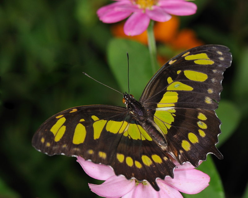 D33_4752.jpg