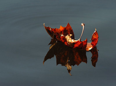 DSC_8981_1.jpg
