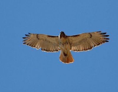 D25_6729.jpg