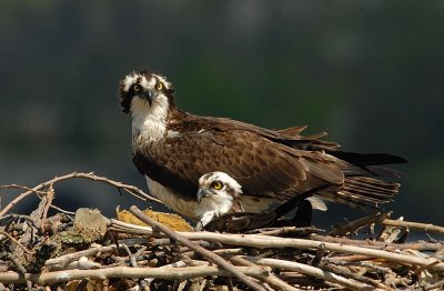 D25_7036.jpg