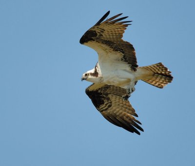 D25_7415.jpg