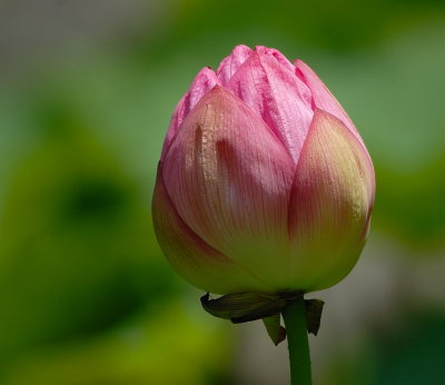 D26_0889.jpg