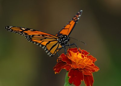 D26_6649 copy.jpg