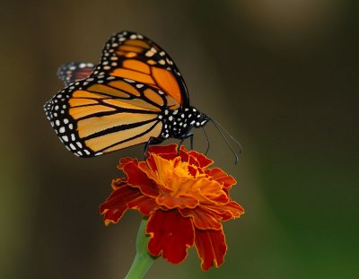 D26_6655.jpg