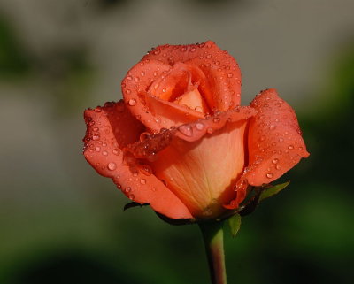 D26_7034.jpg