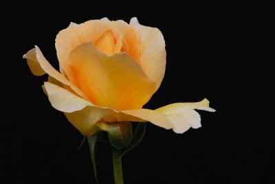 D26_7453.jpg