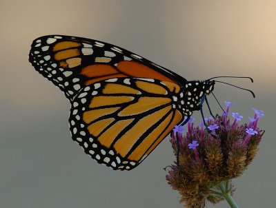 D28_4215.jpg