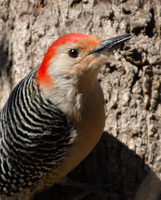 E21_3293 100 crop .jpg