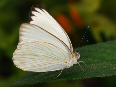 D33_4780.jpg