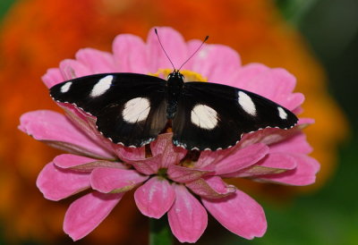 D23_9663.jpg