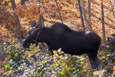 Moose 005(10-08).jpg