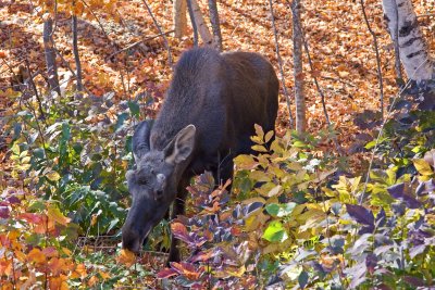 Moose 006(10-08).jpg