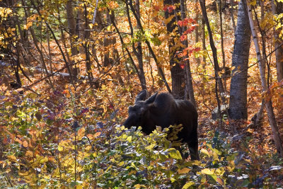 Moose 007(10-08).jpg