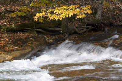 Water and Leaves at the Basin 002(10-08).jpg