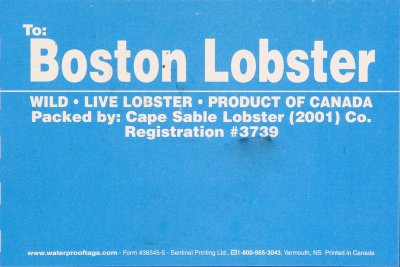 Boston Lobster Blue.jpg