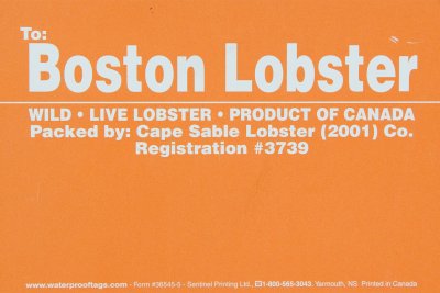 Boston Lobster Orange.jpg