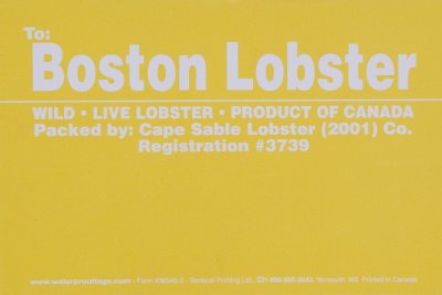 Boston Lobster Yellow.jpg
