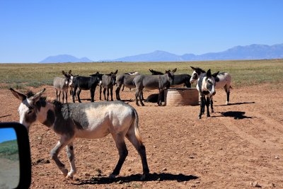 Wild Burros